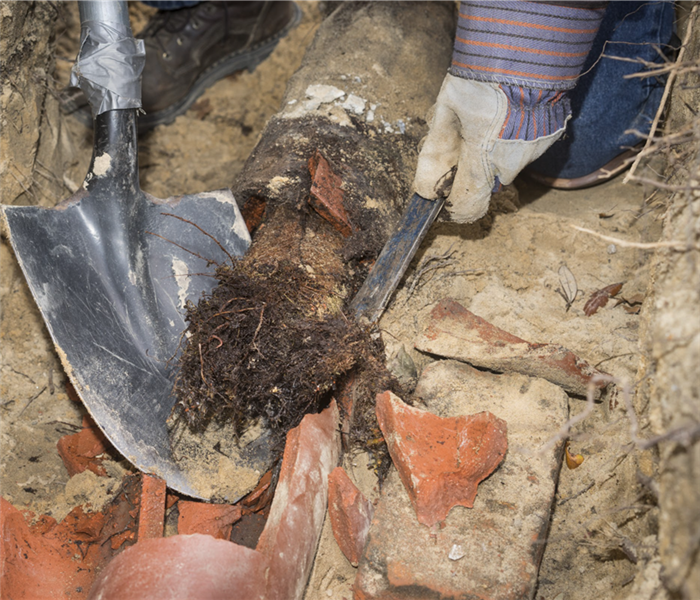 Man crouching in trench with shovel showing an old terracotta sewer line broken open to reveal a solid tube of invasive tree 