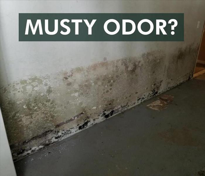 Wall with mold growth. Words on the top of picture MUSTY ODOR?
