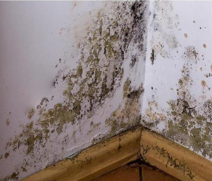 Green and black mold on a wall